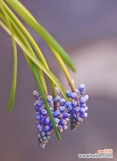 葡萄花语与寓意解读 葡萄之花