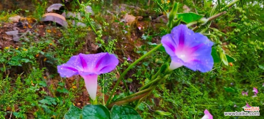 牵牛花花语解析 牵牛花的花语及其寓意