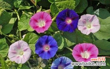 牵牛花花语解析 牵牛花的花语及其寓意