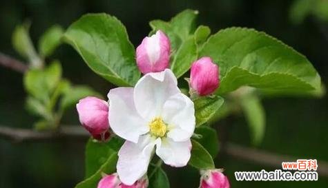 探究苹果在文化中的象征寓意 苹果的象征意义