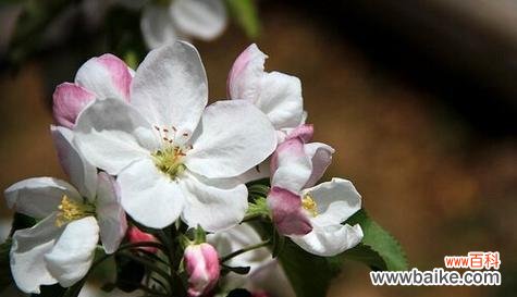 探秘苹果花的文化符号和生命力 苹果花的象征意义与寓意