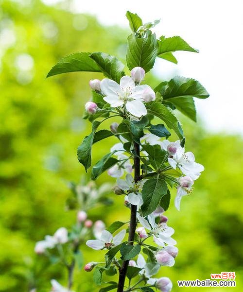 探秘苹果花的文化符号和生命力 苹果花的象征意义与寓意