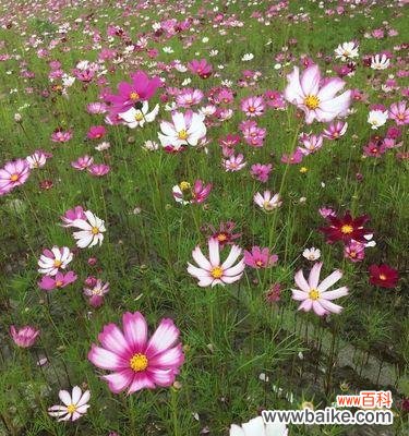 浪漫的薰衣草 普罗旺斯的花语