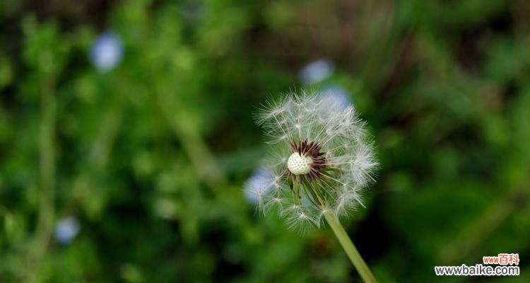 自由 蒲公英花的象征意义