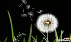 了解蒲公英的花语 蒲公英的花语和寓意