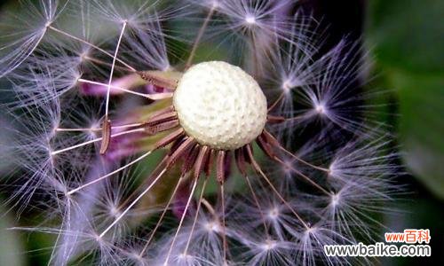 自由 蒲公英的象征意义与启示