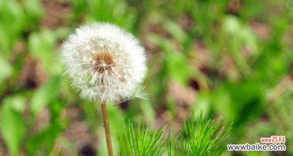 自由 蒲公英的象征意义与启示