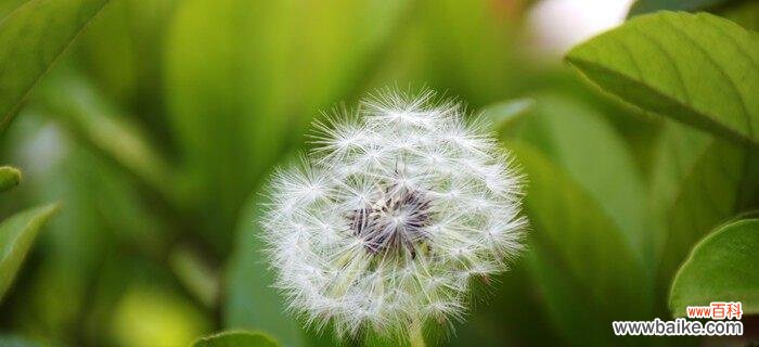 自由 蒲公英的象征意义与启示