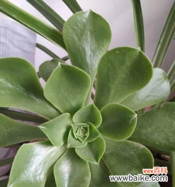 菩提花的盛放与意义 以菩提开花——修行者的觉醒之路