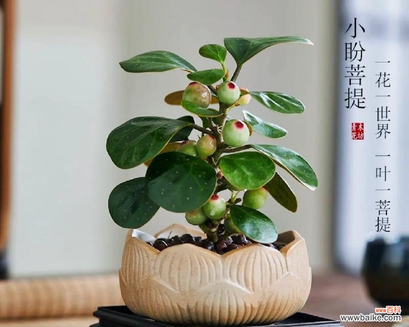 菩提花的盛放与意义 以菩提开花——修行者的觉醒之路