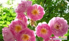 探寻蔷薇花语的世界 蔷薇花语与寓意