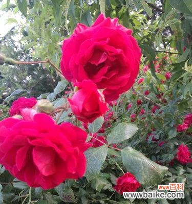 探寻蔷薇花语的世界 蔷薇花语与寓意