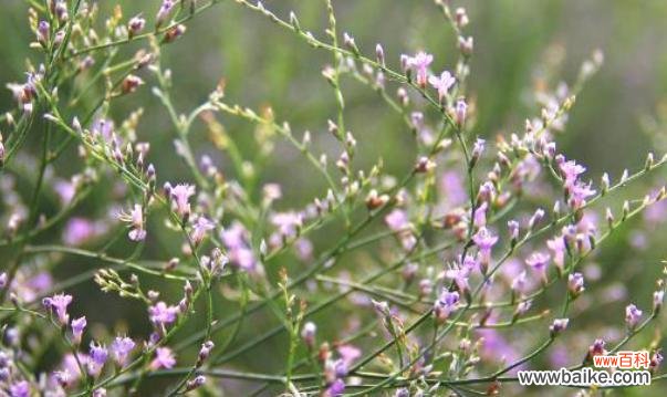 情人草的花语以及它所传达的情感和意义 情人草花语和寓意