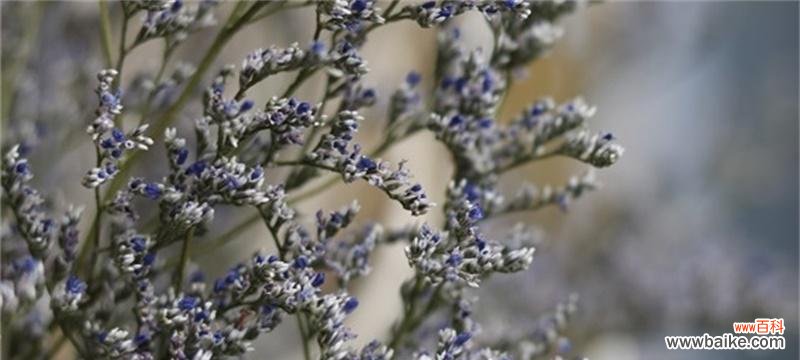 情人草的花语以及它所传达的情感和意义 情人草花语和寓意