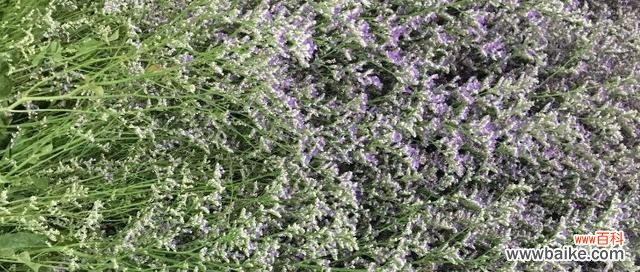 情人草的花语以及它所传达的情感和意义 情人草花语和寓意