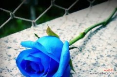 透过蓝玫瑰 蓝玫瑰的花语与代表意义