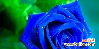 透过蓝玫瑰 蓝玫瑰的花语与代表意义