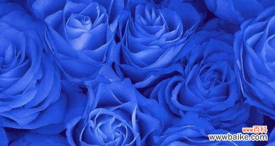 以神秘的色彩 蓝玫瑰的花语之探索
