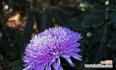 蓝色菊花的花语给我们传递了什么 蓝色菊花的花语和寓意——美丽与希望