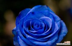 探索蓝色妖姬花语的深意与象征 蓝色妖姬的花语