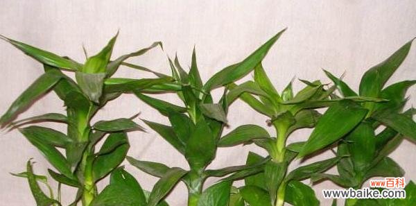 探索莲花竹在风水学中的秘密 以莲花竹为主题的风水寓意与象征