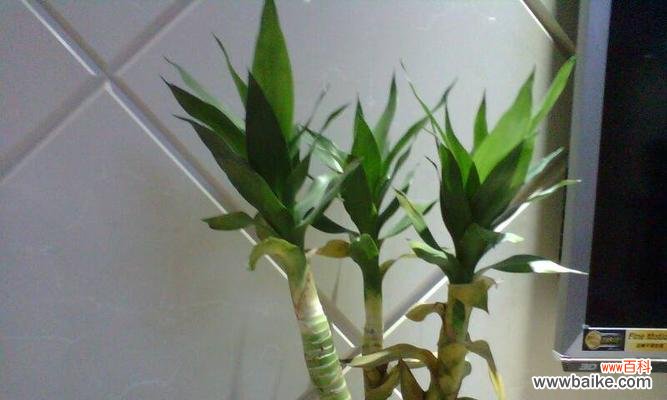 探索莲花竹在风水学中的秘密 以莲花竹为主题的风水寓意与象征