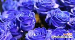 探寻蓝色妖姬的意义与传承 蓝色妖姬的花语