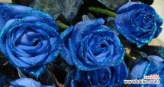 适合送给爱人的蓝色妖姬花束 以蓝色妖姬的花语传达的深情和浪漫