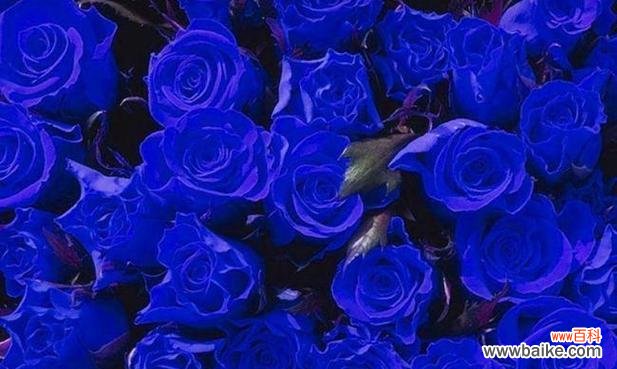 解读蓝色妖姬的花语寓意 蓝色妖姬的花语与寓意