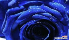 探索蓝色玫瑰的象征意义与魅力 蓝色玫瑰的花语
