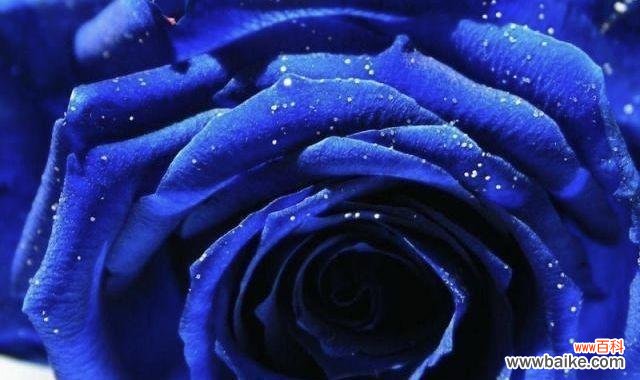 探索蓝色玫瑰的象征意义与魅力 蓝色玫瑰的花语