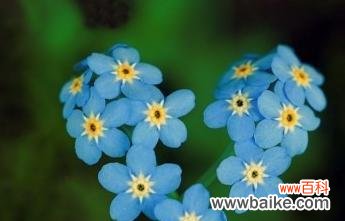探寻蓝色满天星花的神秘之意 蓝色满天星花的花语和寓意