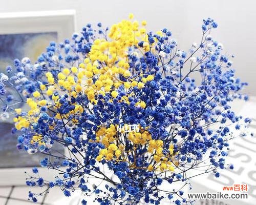 解读蓝色满天星的神秘花语 蓝色满天星代表的花语及其寓意