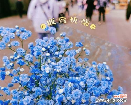 解读蓝色满天星的神秘花语 蓝色满天星代表的花语及其寓意