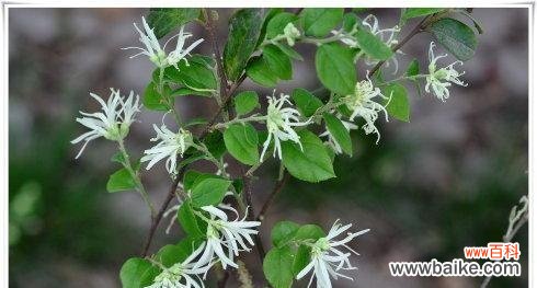 解码植物王国 探索植物世界的奥秘——以李亚科代表植物有哪些主要特征