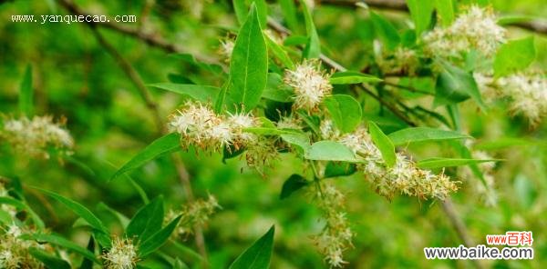 解码植物王国 探索植物世界的奥秘——以李亚科代表植物有哪些主要特征