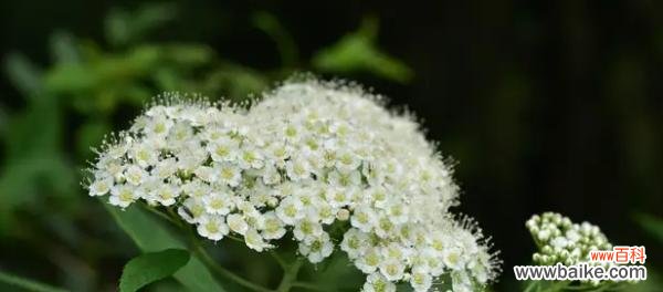 解码植物王国 探索植物世界的奥秘——以李亚科代表植物有哪些主要特征