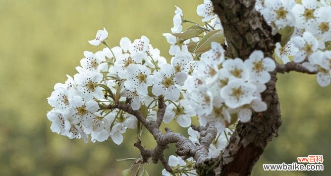 传承千年的花朵 梨花花语