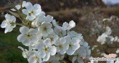 传承千年的花朵 梨花花语