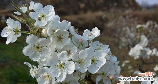 传承千年的花朵 梨花花语