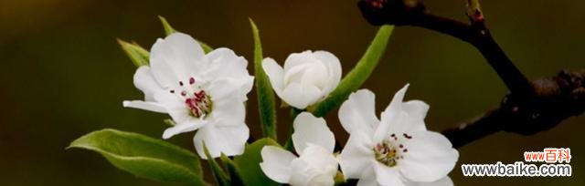 传承千年的花朵 梨花花语