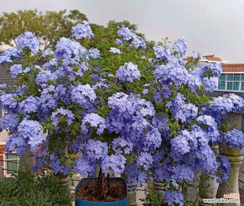 探索蓝雪花的风水福利与影响 蓝雪花的风水寓意和摆放位置