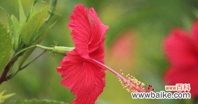 用美丽的花朵传递勇气和希望 扶桑花