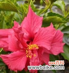 用美丽的花朵传递勇气和希望 扶桑花