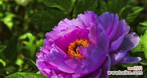 揭秘紫色牡丹花的神秘意义 紫色牡丹花的寓意和象征