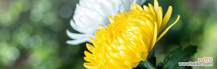 探索菊花的丰富内涵与象征意义 深入解读各类菊花花语