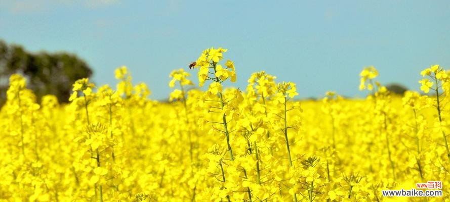 探索大自然中落羽杉的内涵与象征意义 落羽杉的寓意与花语