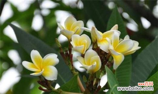 探索大自然中落羽杉的内涵与象征意义 落羽杉的寓意与花语