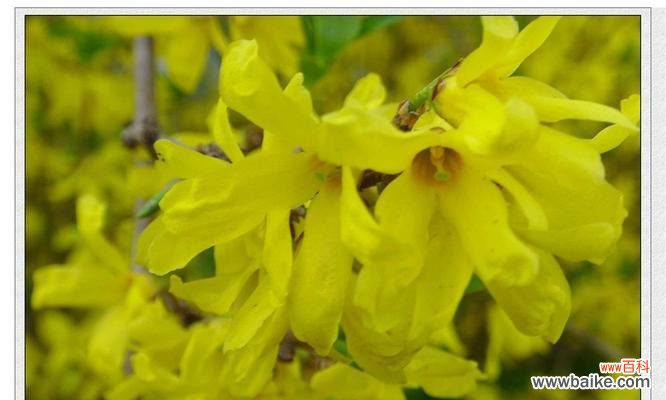 揭秘连翘花的神秘力量 连翘花的寓意与象征风水