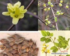 传承吉祥 连翘的风水寓意与摆放位置